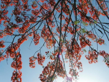 Fiori alle Bahamas