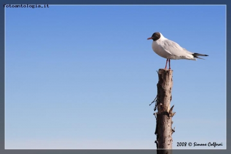 Larus ridibundus