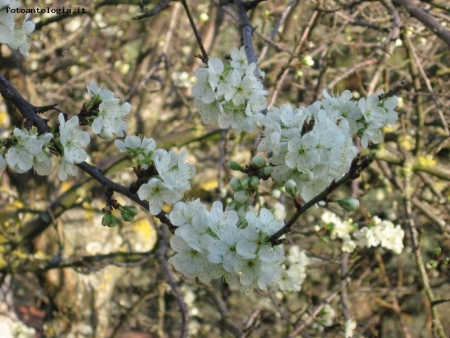 fiori rosa...