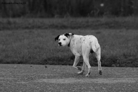 kenny...spaventato dal temporale.