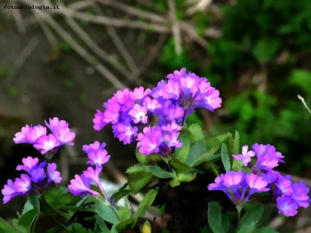 primula marginata