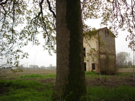 all'ombra di una quercia