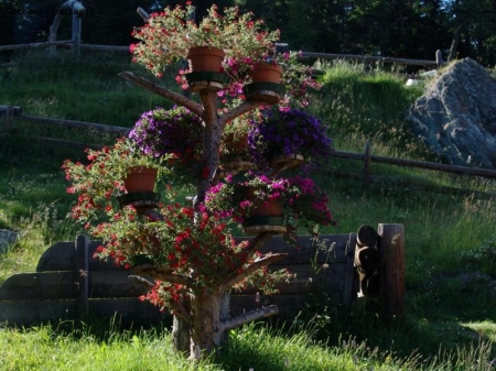 Albero in fiore