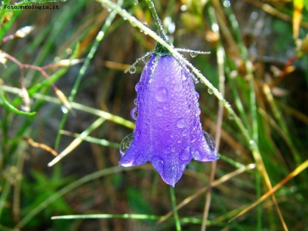 campanula sotto la pioggia