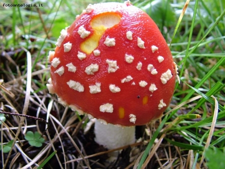 amanita muscaria