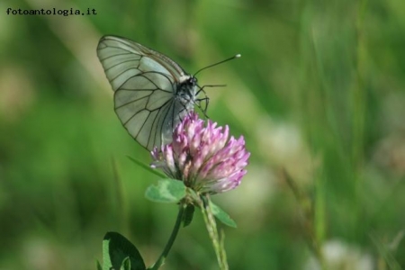 Farfalla su fiore