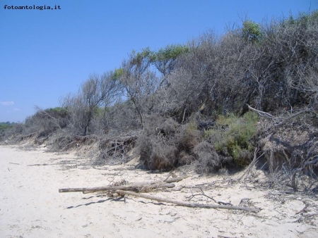 Limitare di una spiaggia, in Sicilia