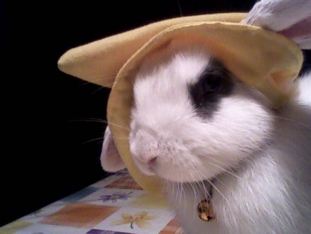 Rabbit Hood