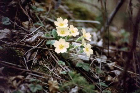 Fiori nel sottobosco