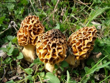 morchella