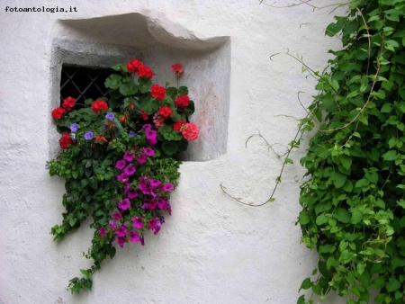 fiori alla finestra