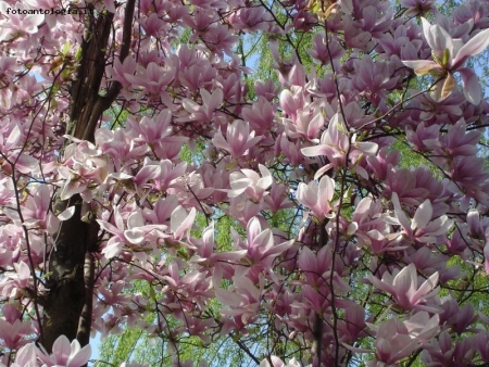..magnolia in fiore...