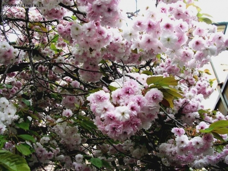 Finalmente Primavera!