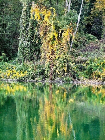 specchio nel bosco