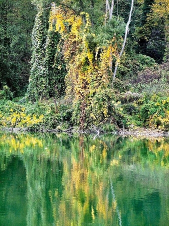 specchio nel bosco