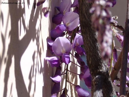 Prime fioriture di glicine