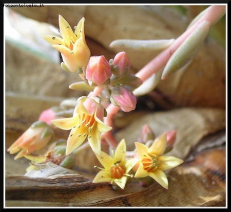 Fiorellini gialli