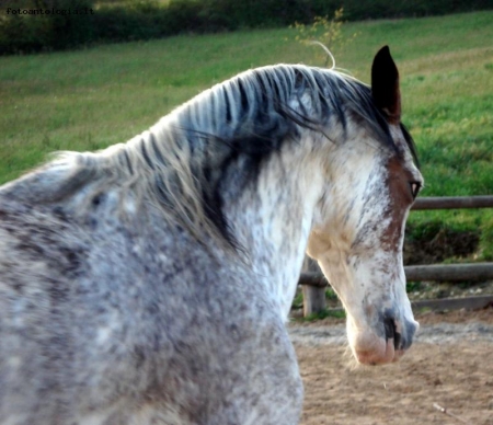 Spirito libero