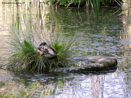 natura e incivilt o....