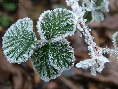 ricordi d'inverno