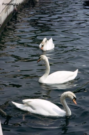 Cigni nel lago di Garda