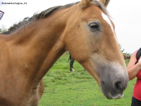 Cavallo selvaggio