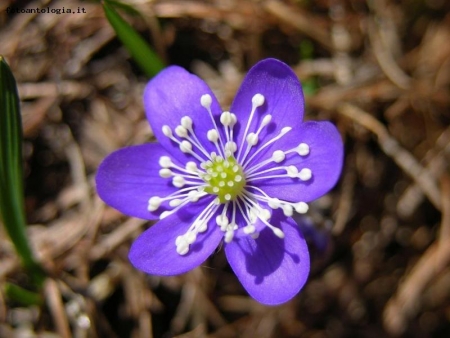 Hepatica Triloba