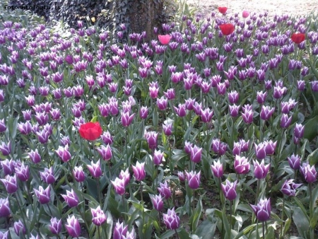 mare di tulipani