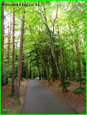 Una strada nel bosco