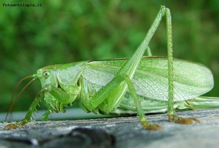 sulla staccionata