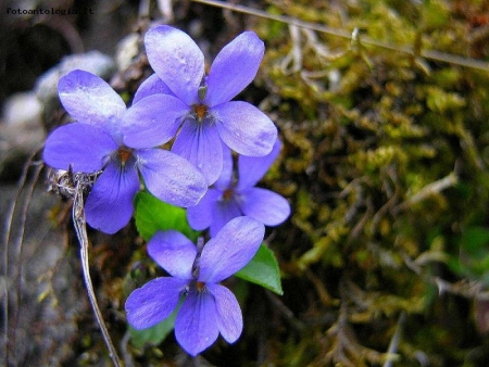 violette di montagna