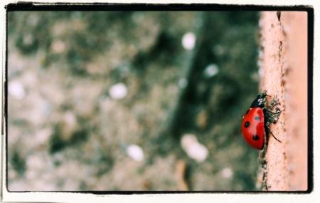 coccinella