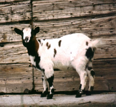 Capretta in Val Seriana