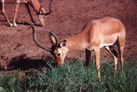 antilope