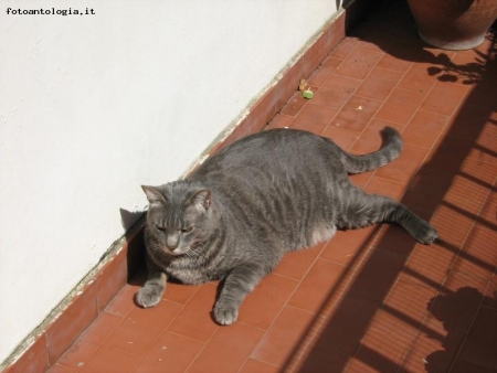 gigi sul balcone al sole