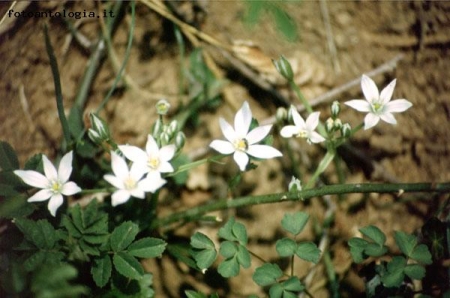 Fiori nel sottobosco