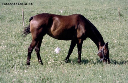 Cavallo in val Seriana