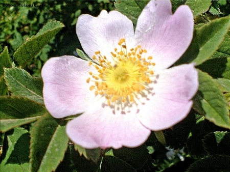 Rosa canina