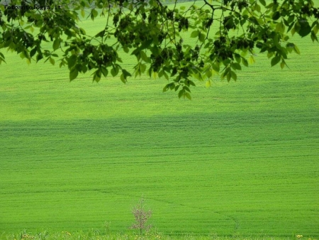 nel verde