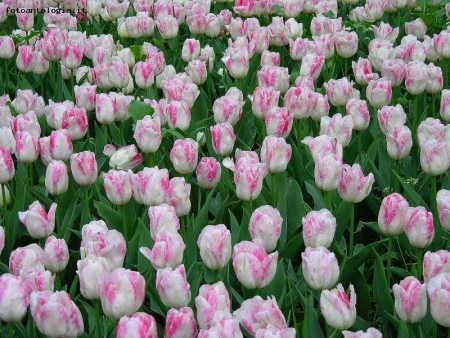 tulipani