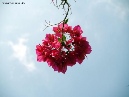 UN FIORE NEL CIELO DI GERUSALEMME