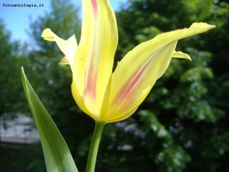tulipano in citt
