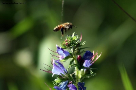 Ape su Fiore