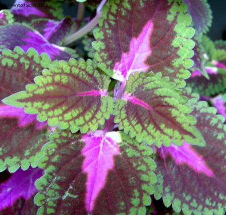 Coleus blumei