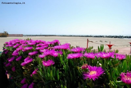 La primavera � arrivata