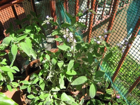 fiori di salvia