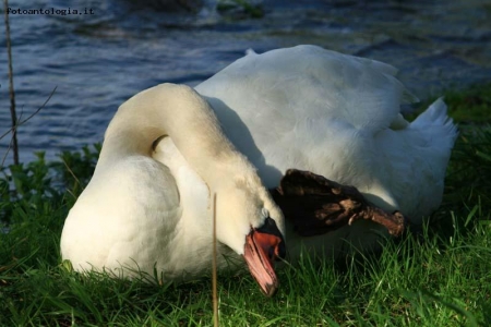 Cigno al naturale