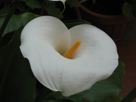 calla in primo piano