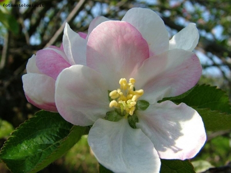 fiore di melo