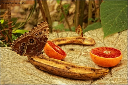 Merenda